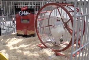 delite-o-matic