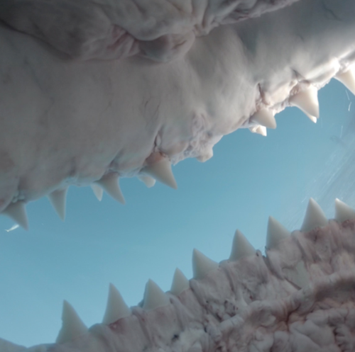 Shark