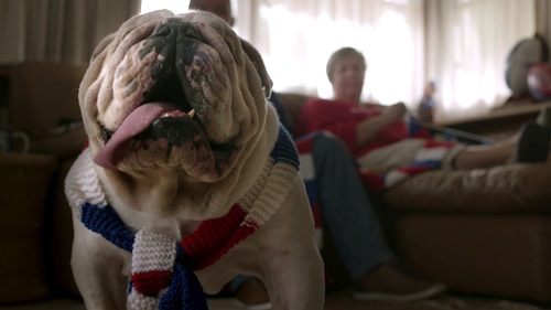 Sid the bulldog