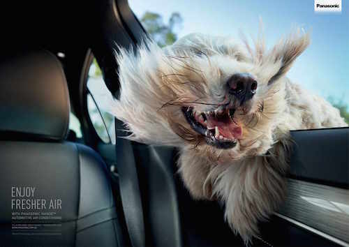 andreas bommert windlown dog Panasonic