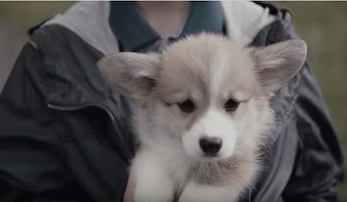 BBDO Russia Pedigree Feed The Good 4