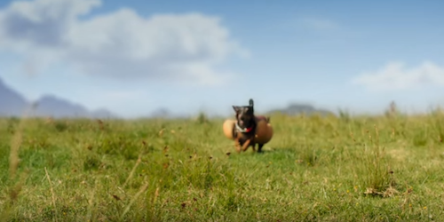 Heinz super bowl 2016 wiener stampede 1