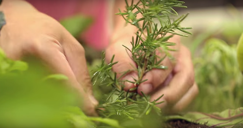 WMcCann Zona Sul Fresh Garden 5