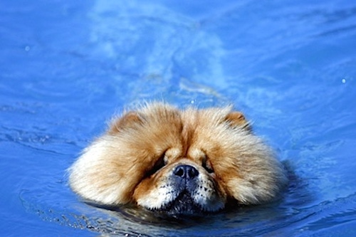 BEIJING, CHINA - SEPTEMBER 10: (CHINA OUT) A dog swims at the Pet Club at a park on September 10, 2006 in Beijing, China. Experts predict that the annual sale of pet food and necessities in the country might top 6 billion yuan (about USD 750 million) in 2008, and the market potential for the "pet economy" in China could reach 15 billion yuan (about USD 1.9 billion) in the coming years. (Photo by China Photos/Getty Images)