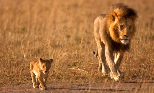 mentor